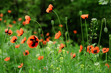 Beautiful red poppy flowers growing in green grass on meadow, nature background