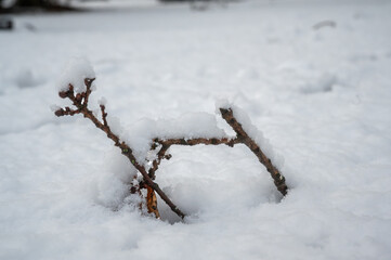 Kleine &Auml;ste im Schnee in abstrakter Rentier-Form