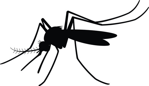 Black silhouette of mosquito with detailed legs, wings, and segmented body, symbolizing insect anatomy, vector control, public health, disease awareness, and educational illustration.