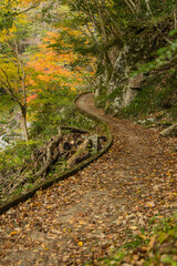 Obraz premium 日本 広島県山県郡安芸太田町にある峡谷、三段峡の遊歩道沿いの紅葉した木々