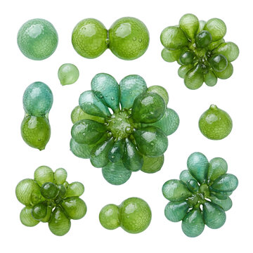 A detailed macro view of Valonia seaweed showing translucent green bubble-like vesicles with glossy texture, illustrating unique siphonous green algae form in marine biology.