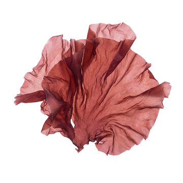 A detailed specimen of Pyropia seaweed with thin, delicate red sheets and translucent texture, showcasing edible red algae commonly cultivated for food and marine research.