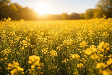 Obraz premium Golden field of blooming yellow flowers in sunlight with warm glow and soft focus at sunset or sunrise