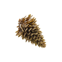 Brown Turbinaria seaweed with dense, leathery blades and compact branching, highlighting robust brown algae texture and natural tropical reef adaptation.