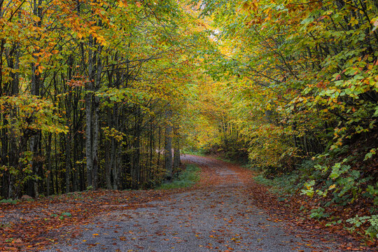 Autumn landscape with fall forest, park with yellow golden oak trees