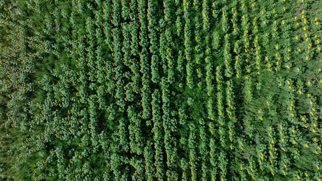 Aerial view of a vibrant green field with rows of sunflowers creating a textured pattern, showcasing nature's beauty, Gaweinstal, Lower Austria, Austria.