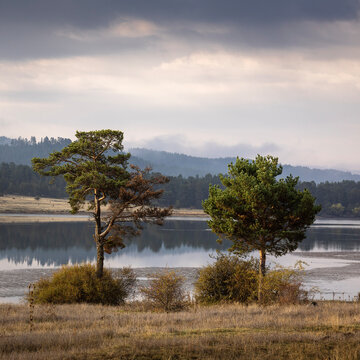 Two pine trees and a dramatic landscape