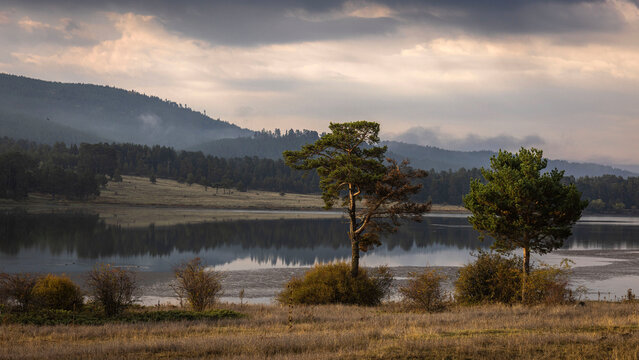 Two pine trees and a dramatic landscape