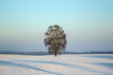 Duże samotne drzewo na polanie różowe niebo zachodzące słońce.   © Monika