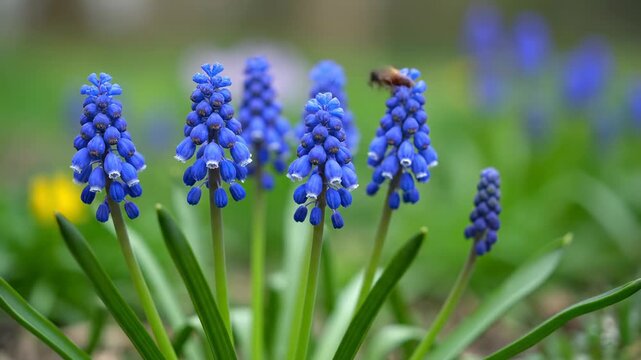 A cluster of vibrant blue flowers, with green stalks, are in focus against a blurred backdrop, and a bee flies towards a flower