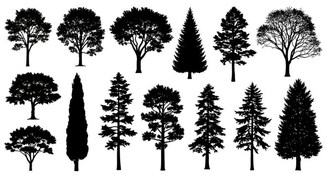 A collection of diverse tree silhouettes, showcasing various shapes and sizes of deciduous and coniferous species against a white background.