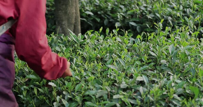 Asian female farmer picking green tea shoots in spring
