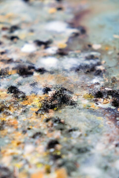 A picture of mold growing on leftover food scraps in the refrigerator.