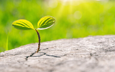 Small green sprout growing from cracked dry ground with soft background
