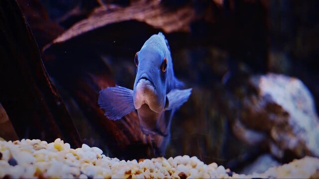 Deep Sea Fish