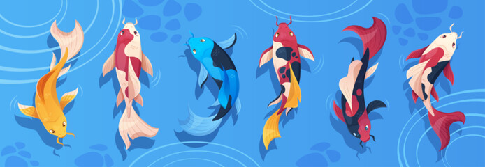 Naklejka premium Koi fish pond top view with colorful Japanese carp swimming in tranquil water. Vector illustration of traditional oriental zen garden elements - animal above blue water with decorative ripple effect.