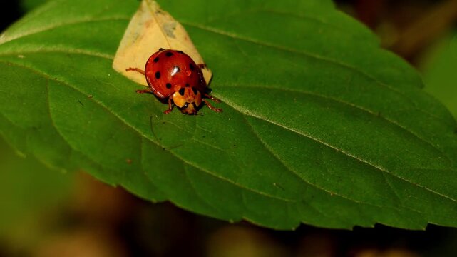 A closeup real-time wildlife video showing a large-bodied lady beetle perching calmly on a fresh green leaf in its natural forest habitat during the winter season in Himachal Pradesh, India.