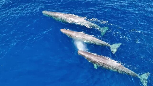 Sperm Whales Spouting Water