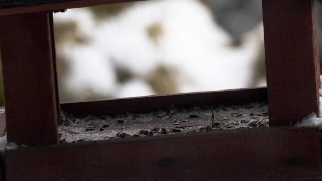 Flock of House Sparrows (Passer domesticus) eating sunflower seeds at wooden bird feeder in winter
