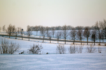 Droga wśród alei drzew na tle różowego zachodzącego słońca, © Monika