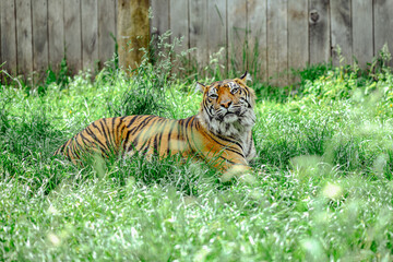 Sumatran tiger in the grass © Andreea_Prodan