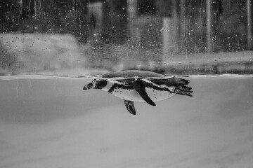 Humboldt penguin swimming at the oceanarium © Andreea_Prodan
