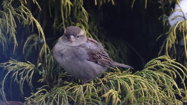 Female House Sparrow (Passer domesticus) feeding in green Thuja bush during winter, close up bird portrait