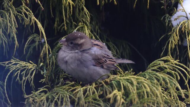 Female House Sparrow (Passer domesticus) feeding in green Thuja bush during winter, close up bird portrait