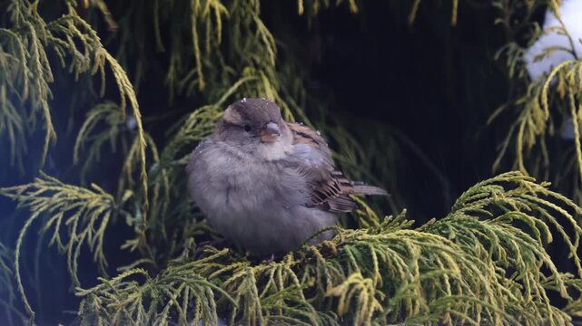 Female House Sparrow (Passer domesticus) feeding in green Thuja bush during winter, close up bird portrait