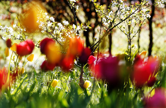 tulpen in bl&uuml;te, blumen, garten, bl&uuml;te, farben natur garten fr&uuml;hling freizeit fr&uuml;hlingsbl&uuml;te