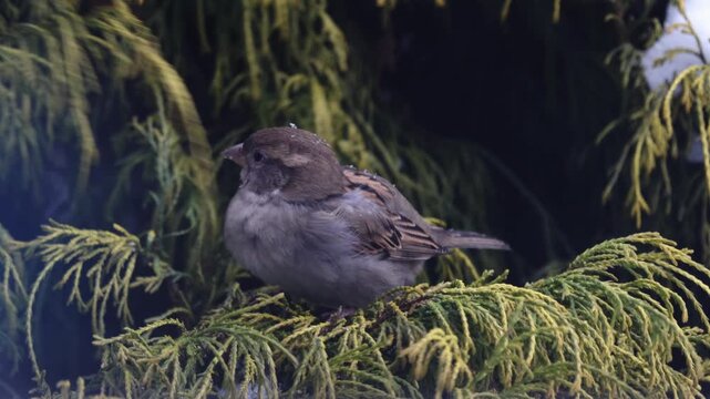 Female House Sparrow (Passer domesticus) feeding in green Thuja bush during winter, close up bird portrait