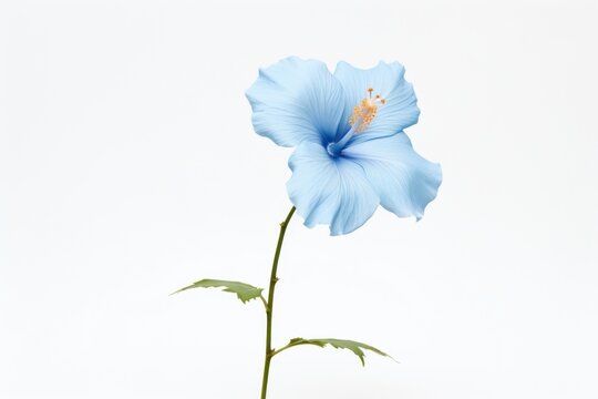 Blue hibiscus blossom flower petal.