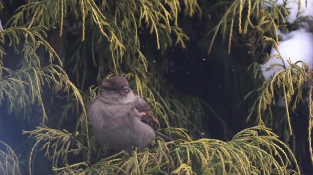 Female House Sparrow (Passer domesticus) feeding in green Thuja bush during winter, close up bird portrait