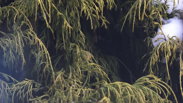 Female House Sparrow (Passer domesticus) feeding in green Thuja bush during winter, close up bird portrait
