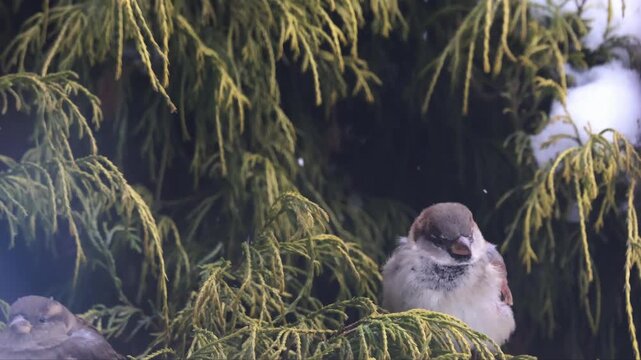 Female House Sparrow (Passer domesticus) feeding in green Thuja bush during winter, close up bird portrait