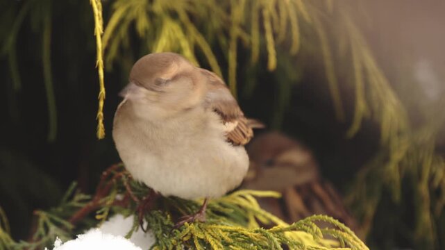 Female House Sparrow (Passer domesticus) feeding in green Thuja bush during winter, close up bird portrait