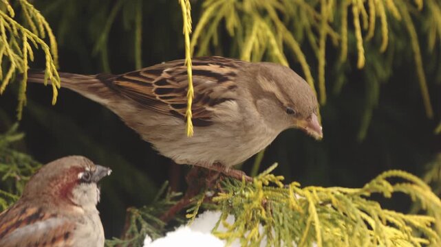 Female House Sparrow (Passer domesticus) feeding in green Thuja bush during winter, close up bird portrait