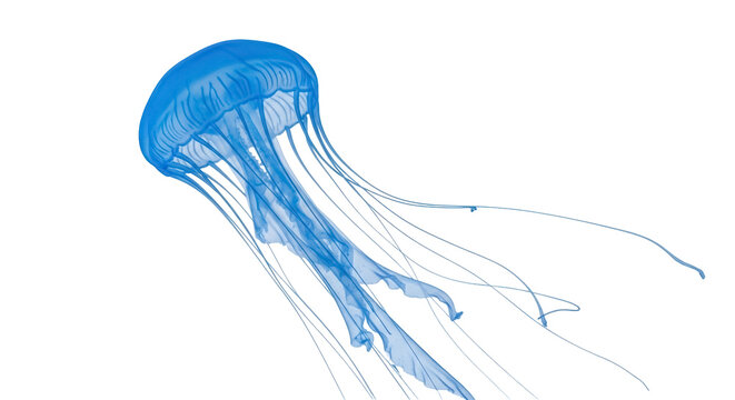 Translucent blue jellyfish isolated PNG on transparent background, marine life aquatic animal with long tentacles for design use