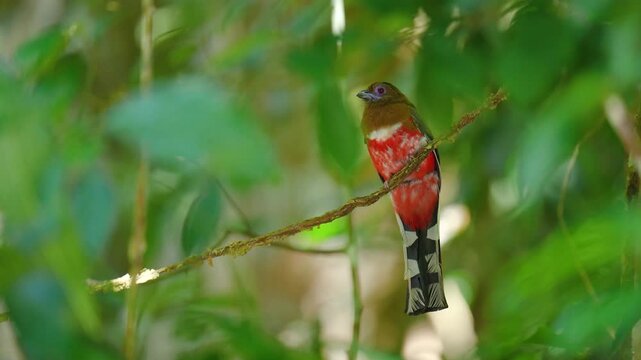 Red-headed Trogon(Harpactes erythrocephalus) adult  is wide birdwatching in natural habitat