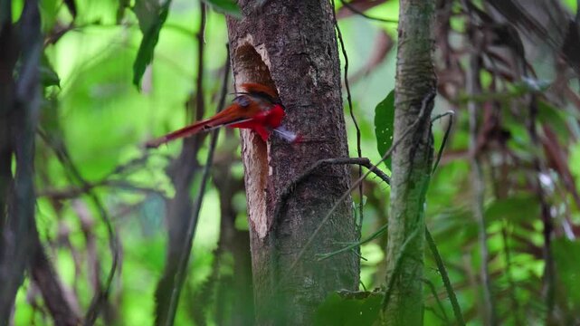 Red-headed Trogon(Harpactes erythrocephalus) adult  is wide birdwatching in natural habitat