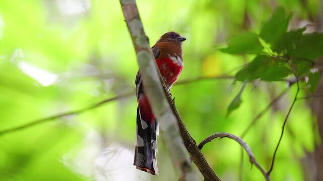 Red-headed Trogon(Harpactes erythrocephalus) adult  is wide birdwatching in natural habitat