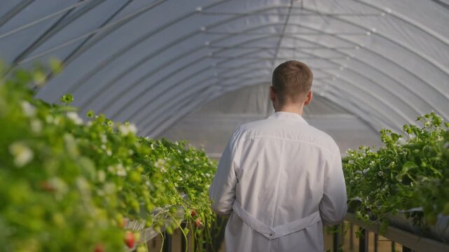 Male agronomist wearing lab coat and glasses standing in aisle of strawberry greenhouse, using tablet to monitor plant growth, crop health, and agricultural production