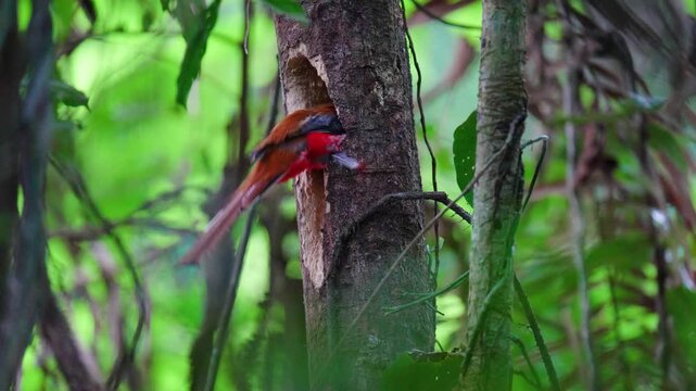 Red-headed Trogon(Harpactes erythrocephalus) adult  is wide birdwatching in natural habitat