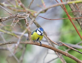 Blaumeise (Cyanistes caeruleus) im Winter in &Ouml;sterreich