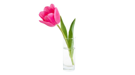 Pink tulip in glass vase on transparent background