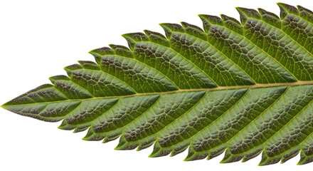 Drugs and Substances Isolated on White Background &ndash; Editorial Cutout Collection