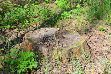Obraz premium a close up of Weathered Tree Stump in a Lush Green Forest