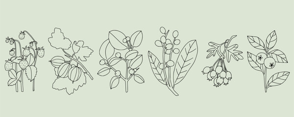 Fototapeta premium Delicate botanical illustration. Different berry branches: strawberry, gooseberry, blueberry. Line art style plants. Hand drawn outline design. Minimalist elegant linear elements isolated on green