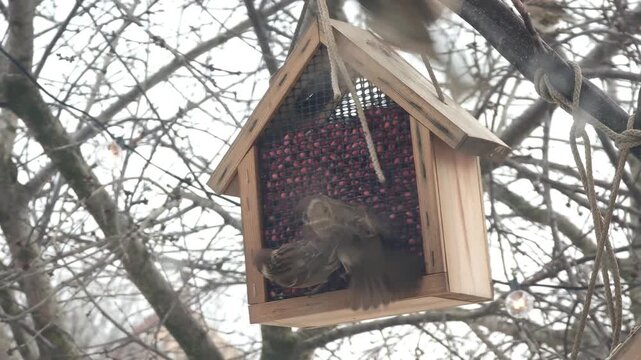 Multiple house sparrows gathering and eating from a wooden bird feeder filled with peanuts and hanging from bare tree branches during a cold and overcast day in a garden or backyard