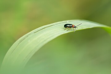 Skrzypionka zbożowa na źdźble liścia trawy w makro, szkodnik upraw zbóż i zagrożenie dla plonów na zielonym tle. © Henryk Guziak